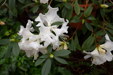 Azalea, rhododendron, white azalea flowers on a background of green leaves close up