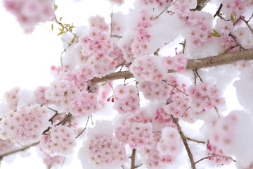 pink cherry blossom in spring