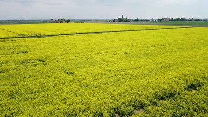 field of rapeseed- drone view