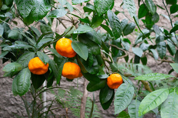 Branches of citrus trees with fruits in a botanical garden