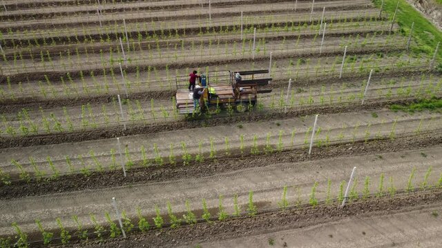 Hard work till late- Fruit pickers eat more than can pick