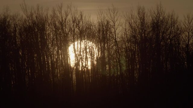 Bright Yellow Full Moon Behind Trees In The Forest. - wide static