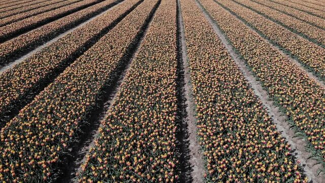 Aerial View Of Blooming Tulip Field In Zuid-Beijerland, Netherlands - drone shot
