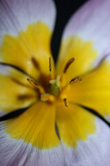 Flower blossom close up in black background Crocus vernus family iridaceae botanical modern high quality big size print