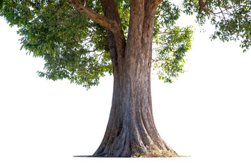 Image of the base of an tree on a white background.