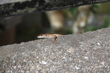 庭の小さいカナヘビ