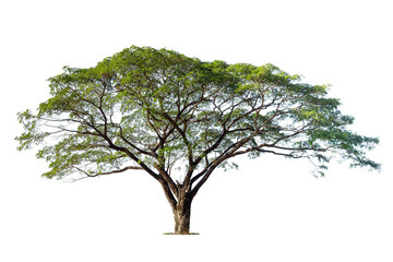 Obraz premium Isolated green tree on white background, Trees isolated on white background, tropical trees isolated used for design, advertising and architecture.