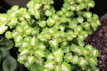 ライムグリーンのコリウス