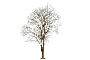 Isolated green tree on white background, Trees isolated on white background, tropical trees isolated used for design, advertising and architecture.