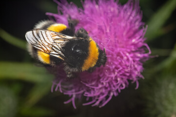 abejorro en una flor de cardo