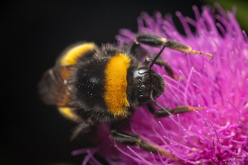 abejorro en una flor de cardo