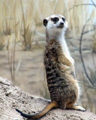 Meercat standing sentinel