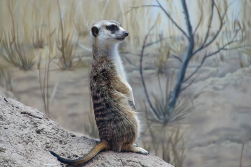 Meercat standing sentinel