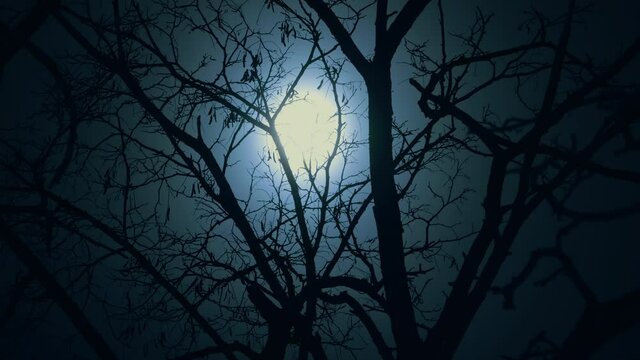 Moon night forest mystic branch dark tree