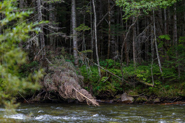 Far Eastern nature. A picturesque reserved mountain river flows between green trees.