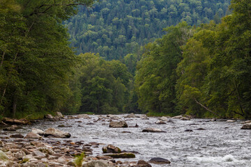 Far Eastern nature. A picturesque reserved mountain river flows between green trees.
