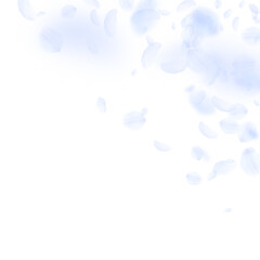 Light blue flower petals falling down. Alluring ro