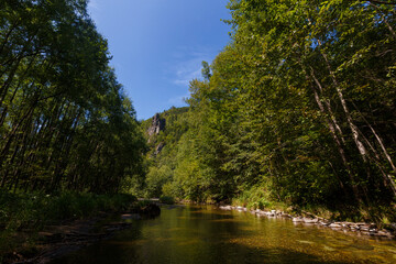 Far Eastern nature. A picturesque reserved mountain river flows between green trees.