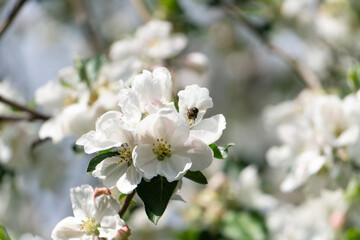 bee on a white apple blossom macro close up