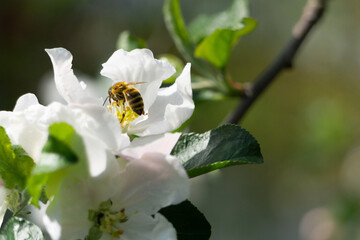 bee on a white apple blossom macro close up