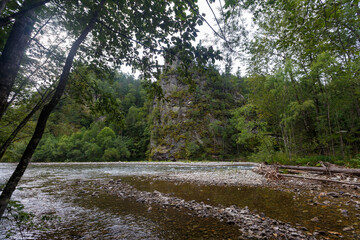 Far Eastern nature. A picturesque reserved mountain river flows between green trees.