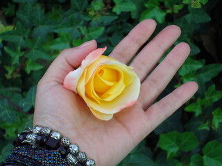 Rosa amarillo en la palma de la mano de una mujer