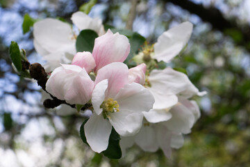 Beautiful white apple blossom flowers in spring time