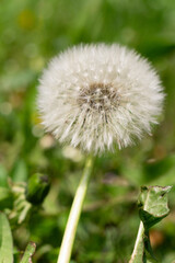 White dandelion flower head with grass in the background