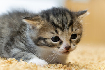 Naklejka na ściany i meble Portrait of a baby cat cat. A cat with floppy ears. kittten