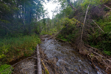 Far Eastern nature. A picturesque reserved mountain river flows between green trees.