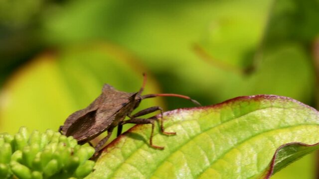 Dock Bug or Dock Leaf Bug, Coreus marginatus