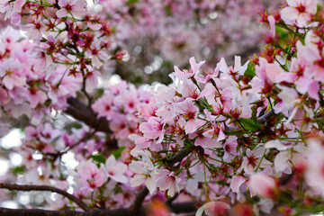pink cherry blossoms