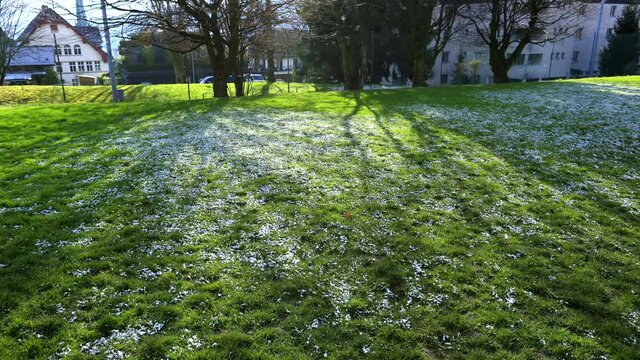 Shadows of trees moving on green grass under the sun in Richterswil, Switzerland, time-lapse