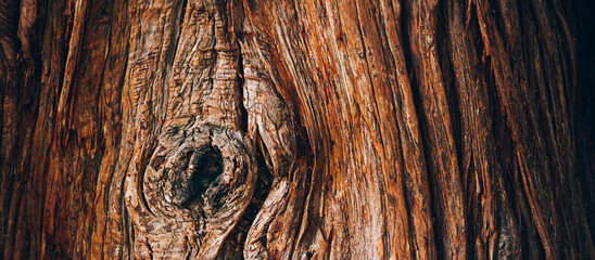 Tree bark texture close up, natural background - obrazy, fototapety, plakaty