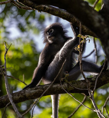 Southern lemurs  on trees 