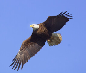 Obraz premium Bald eagle in flight
