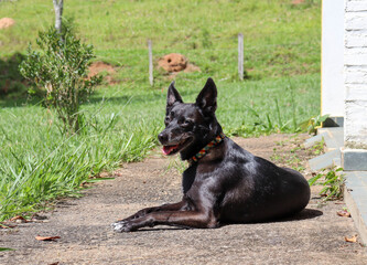 black dog in the garden