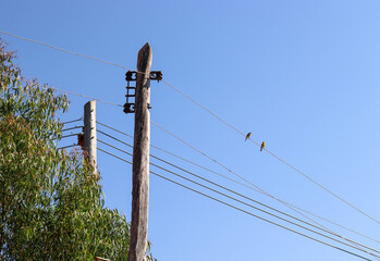 birds in the wire
