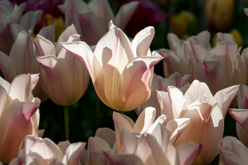 pink and white tulips