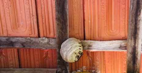 wasp nest in the roof
