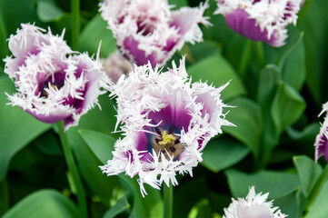 pink and white flowers