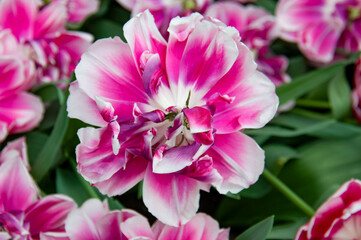 Obraz premium close up of pink flower