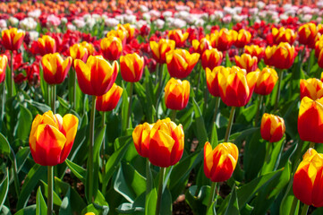 field of tulips