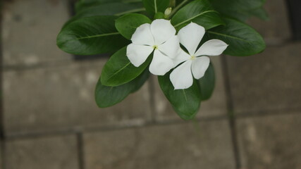 white coloured  flower  with five petals in it