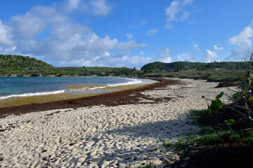 Sargassum invasion