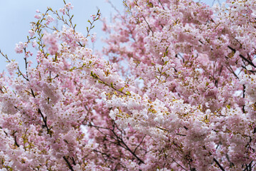 The pink blossoms of a cherry tree