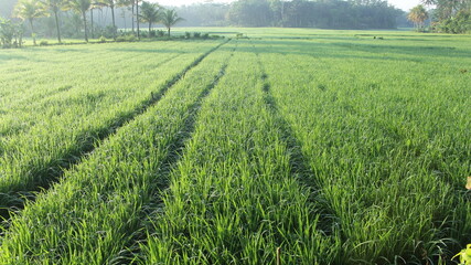 karangnunggal, west java, indonesia, may 04, 2021, view of a rice field in the morning with sunrise light