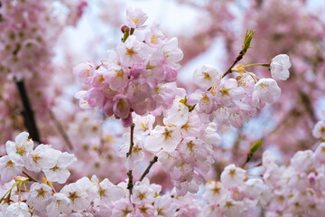 Delicate pink blossoms on a cherry tree
