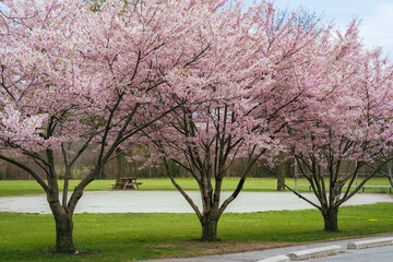 Obraz premium A row of three pink blossoming cherry trees