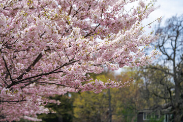 A cherry tree with pink blossoms 